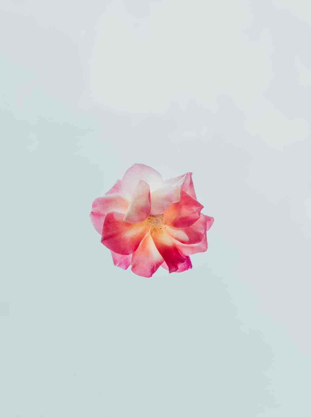 Quelle fleur en décembre ?