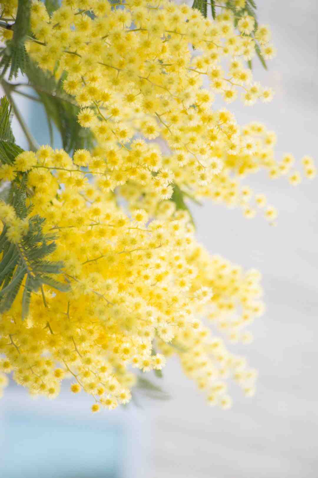 Quelle fleur offrir en septembre ?