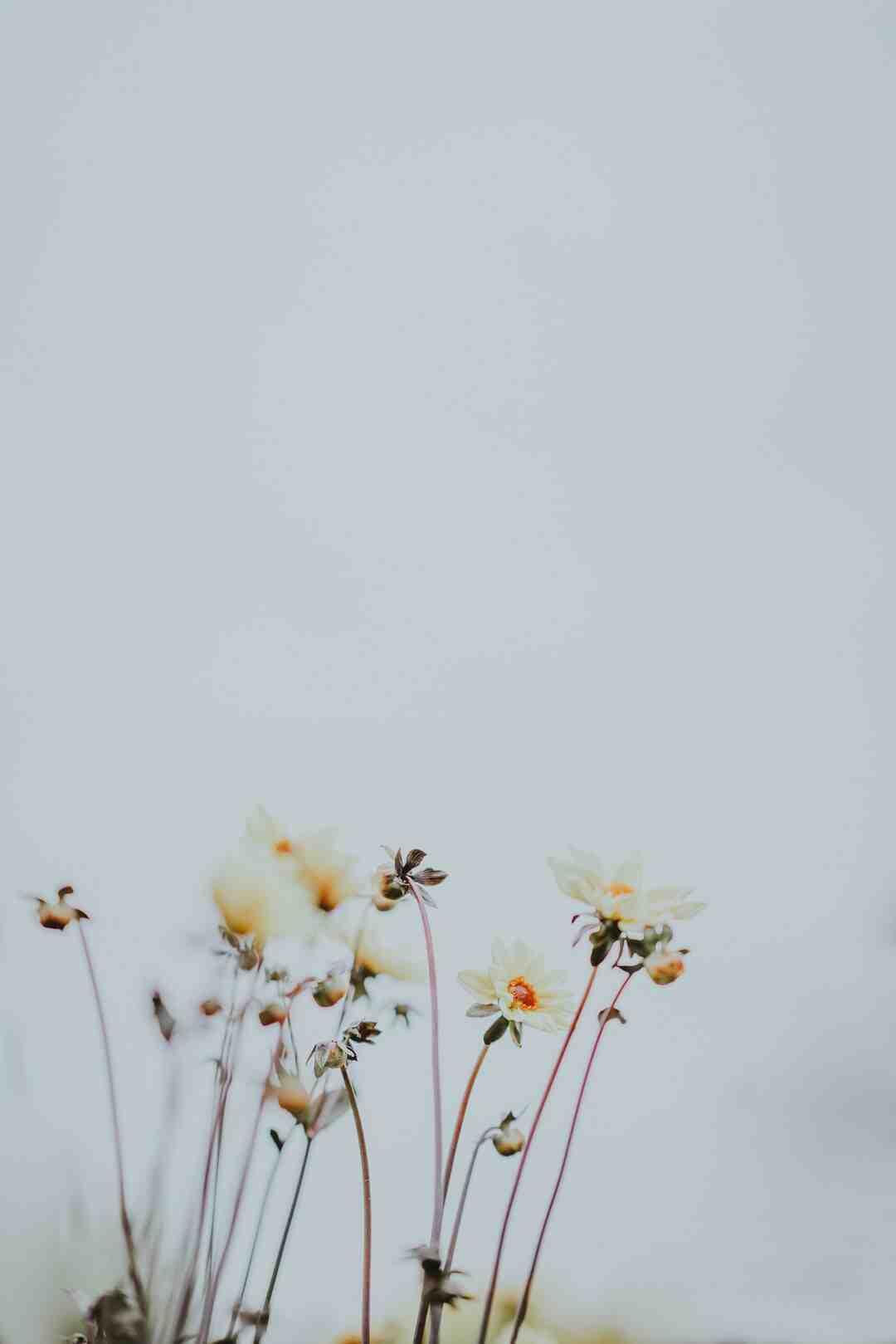 Quelle fleur symbolise l'amour éternel ?