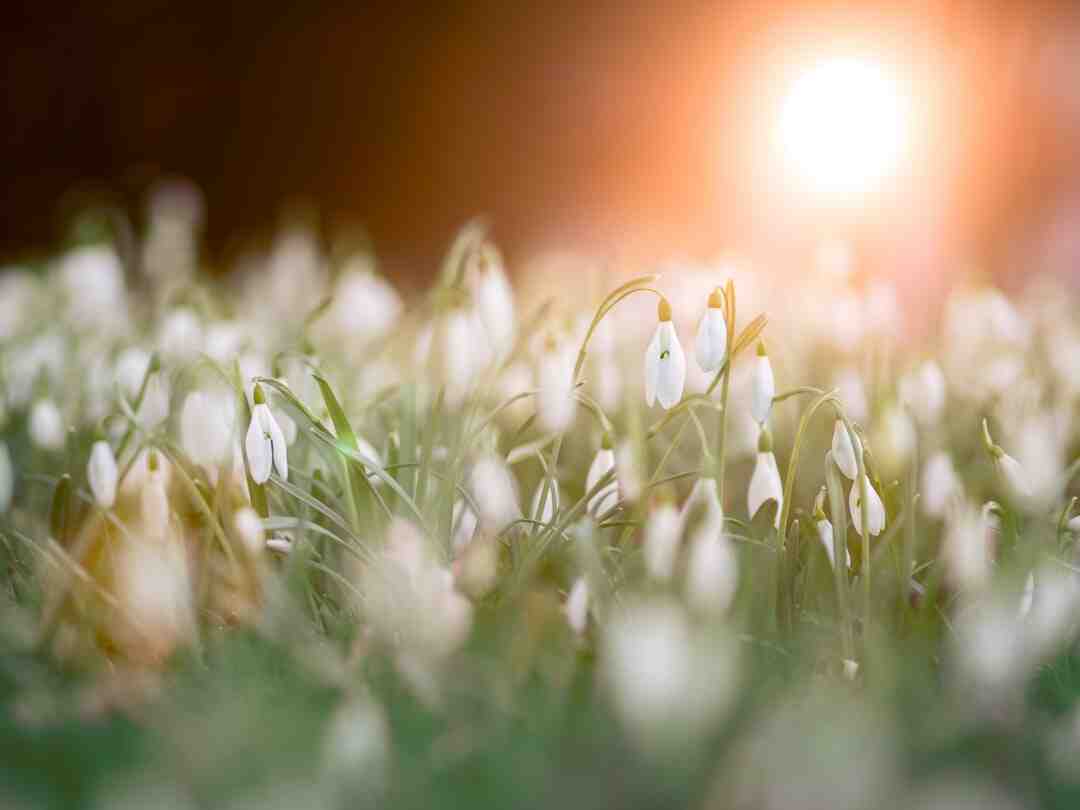 Quelle fleurs en jardinière toute l'année ?
