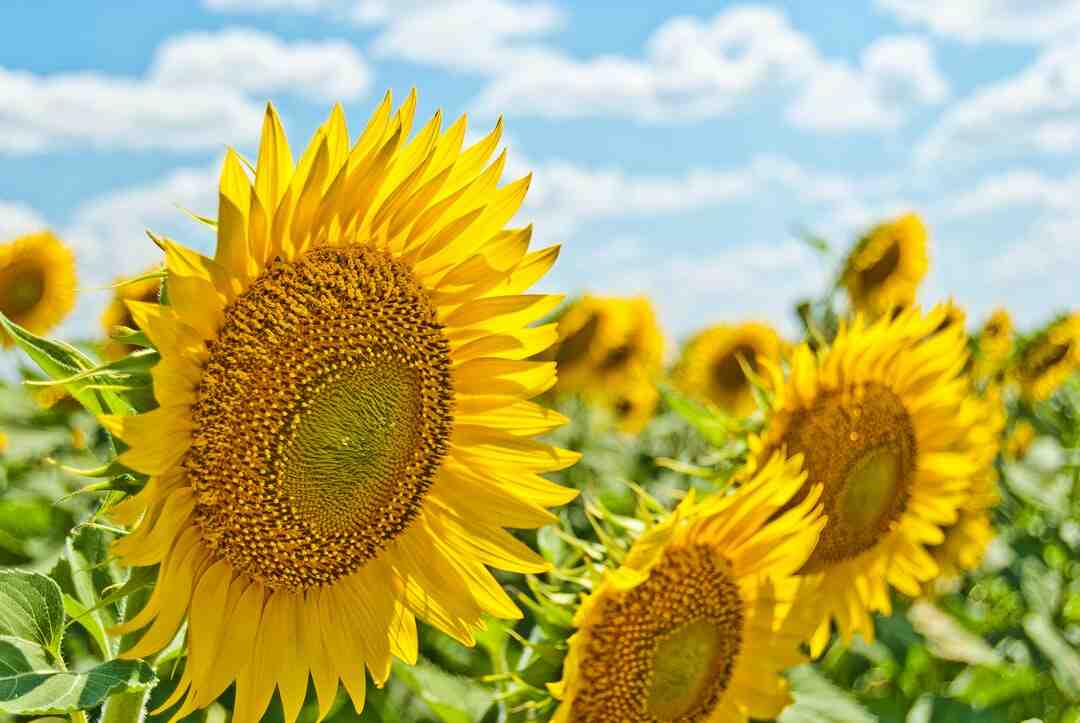 Quelle fleurs mettre dehors en hiver ?