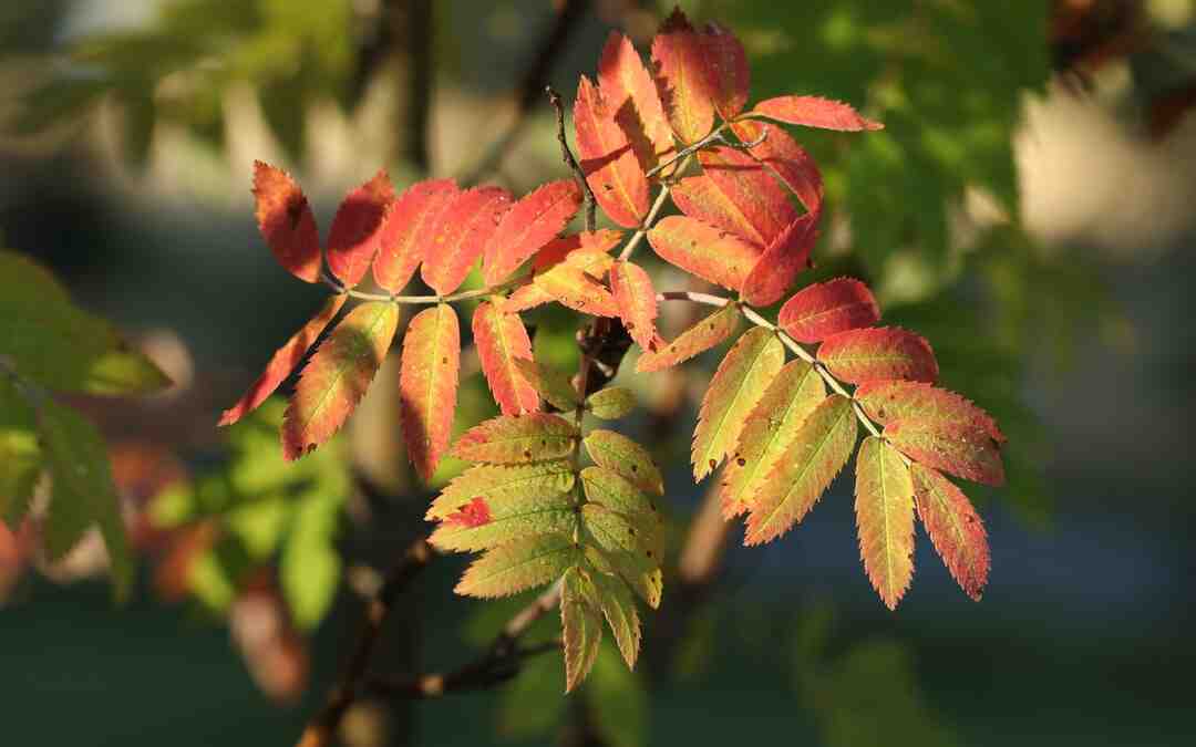 Quelle fleurs pour mariage en septembre ?