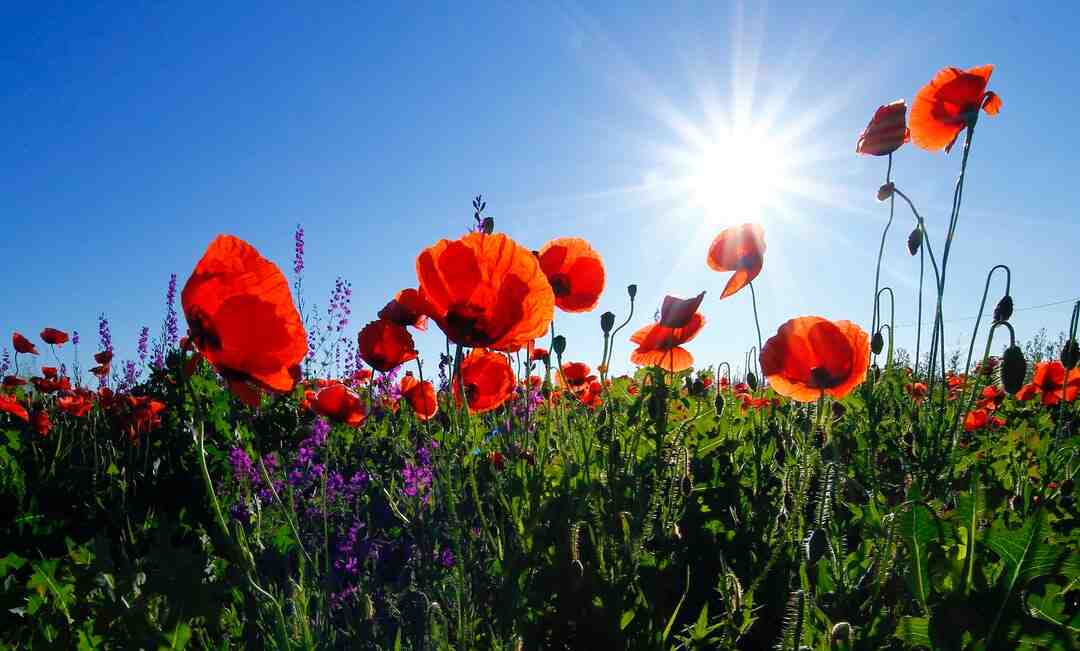 Quelle forme donner à un massif ?