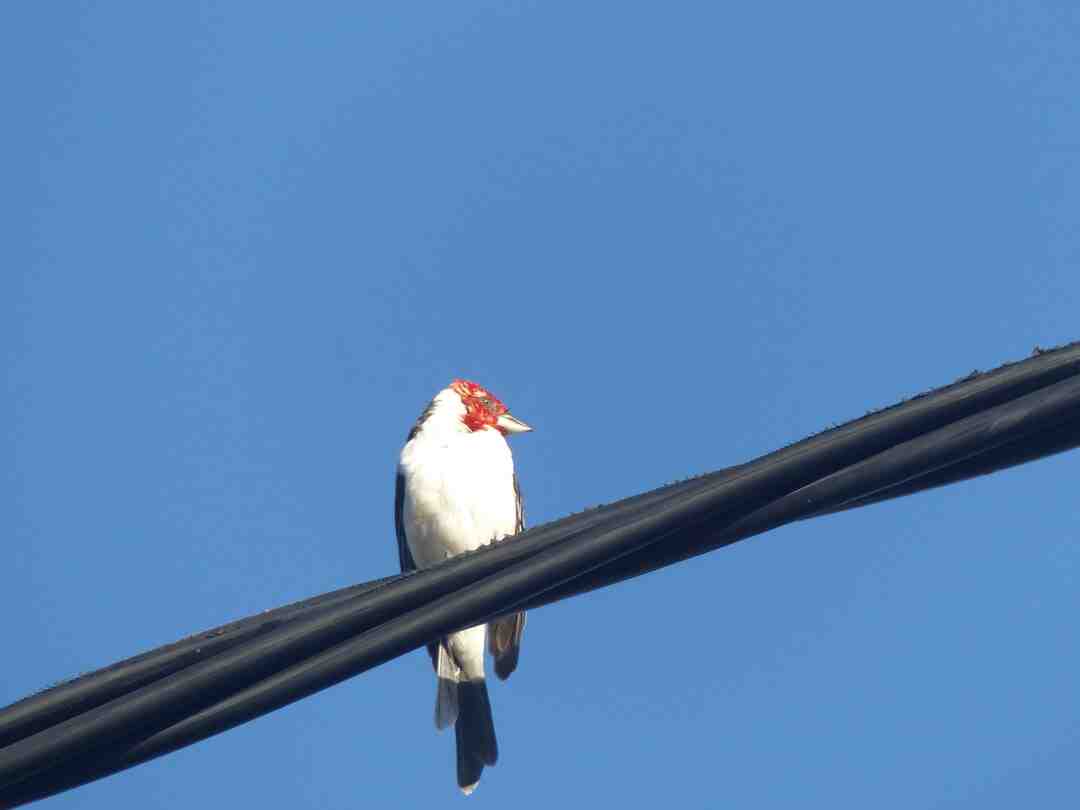 Quelle huile essentielle pour retendre la peau du visage ?