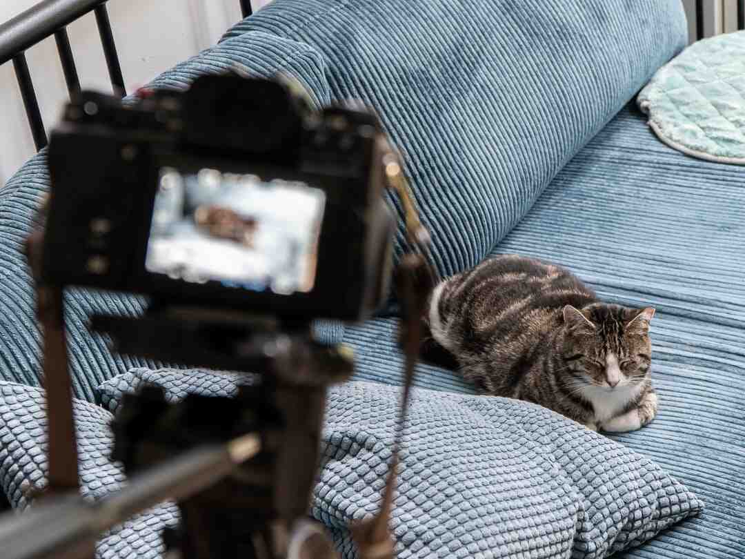 Quelle matière pour griffoir chat ?
