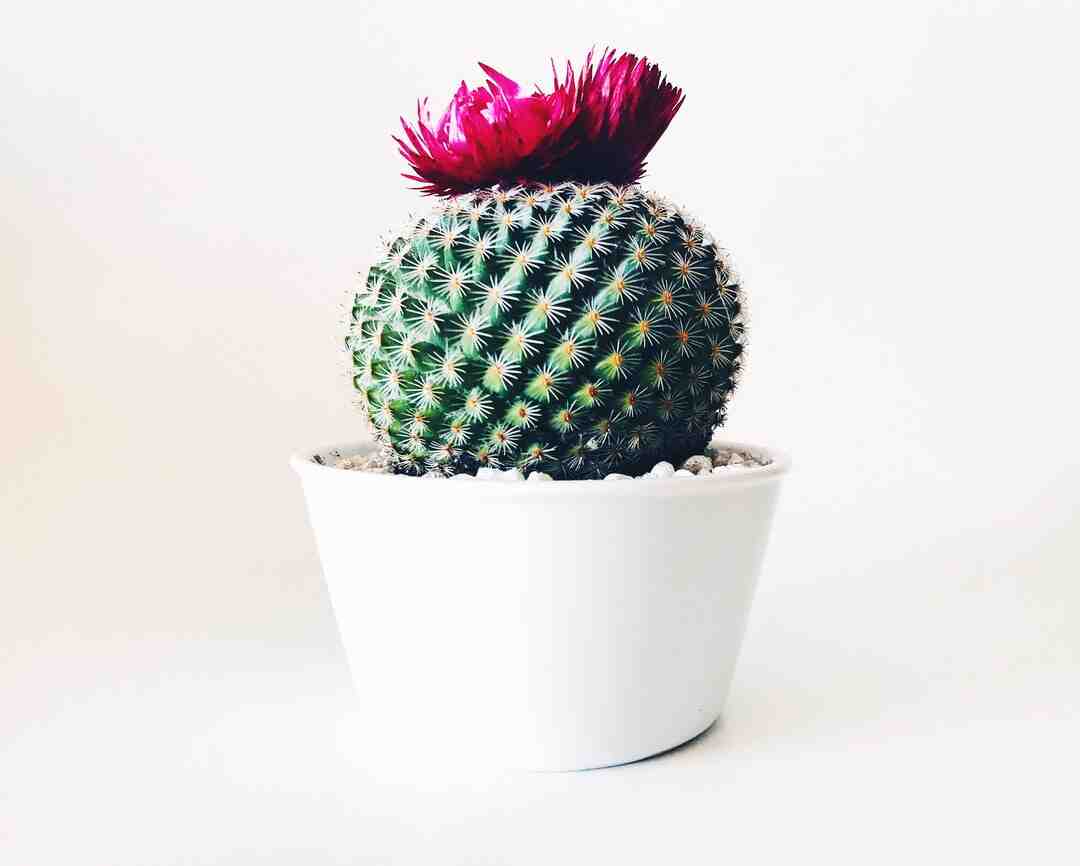 Quelle plante extérieur sans entretien ?