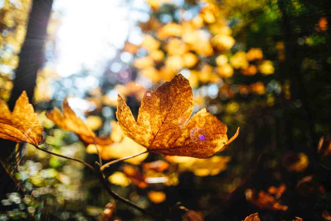 Quelle plante fleurit toute l'année même en hiver ?