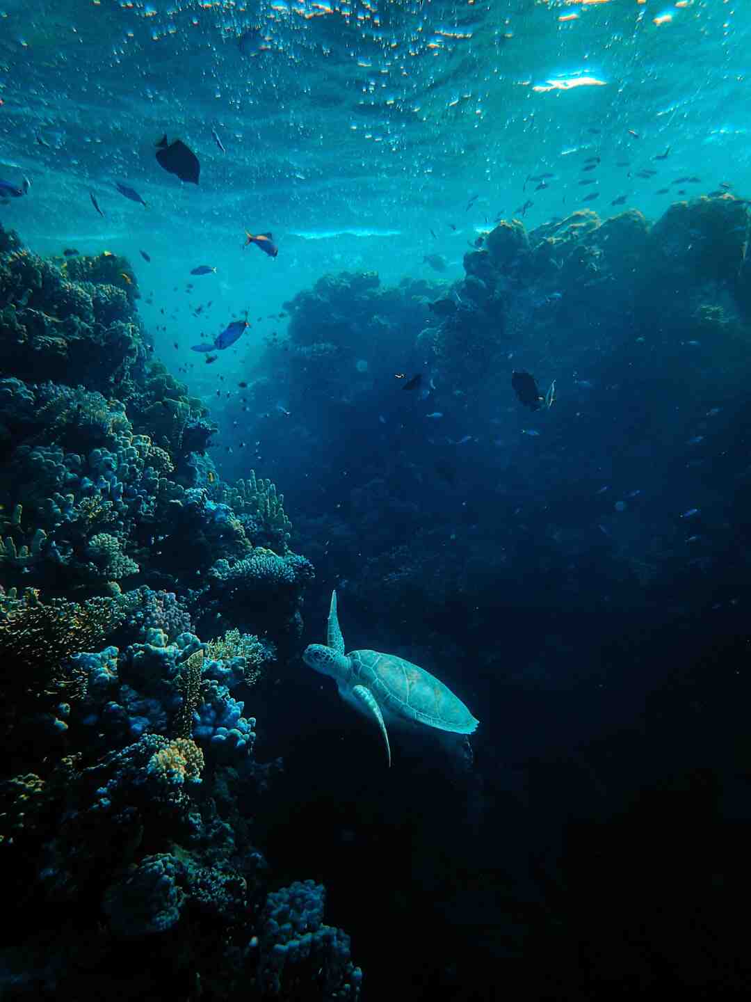 Quelle profondeur pour planter des iris ?