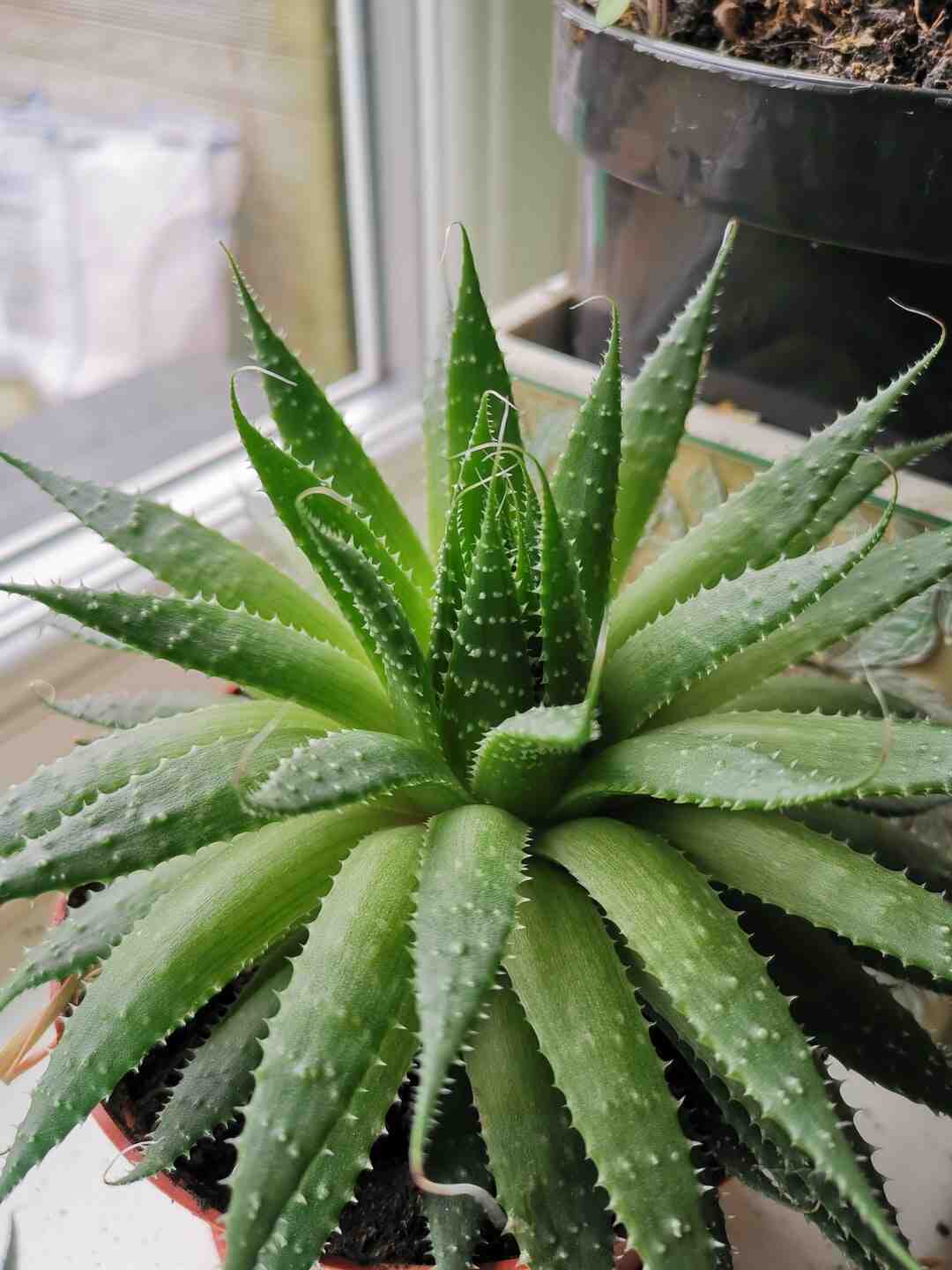 Quelle quantité de jus d'aloe vera par jour ?