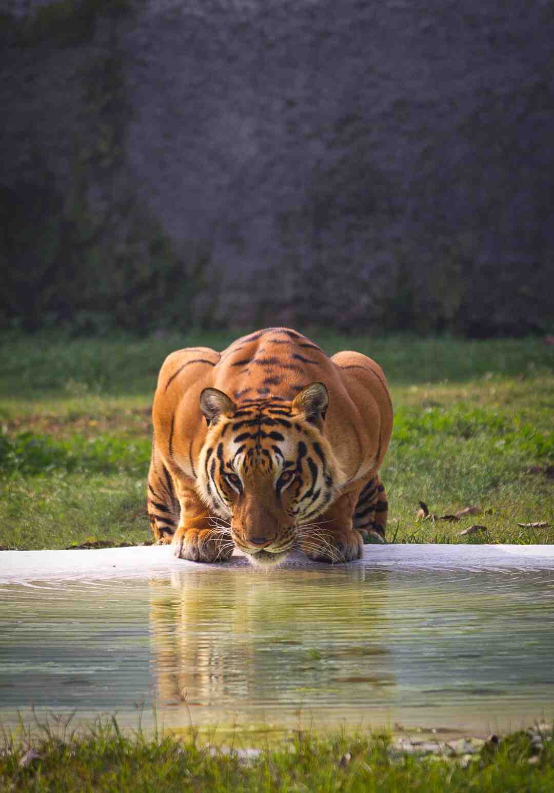 Quelle quantité de jus de citron par jour ?
