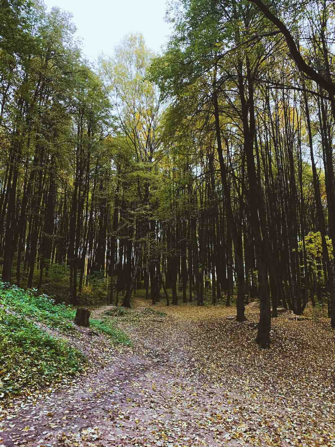 Quelle terre pour des vivaces ?