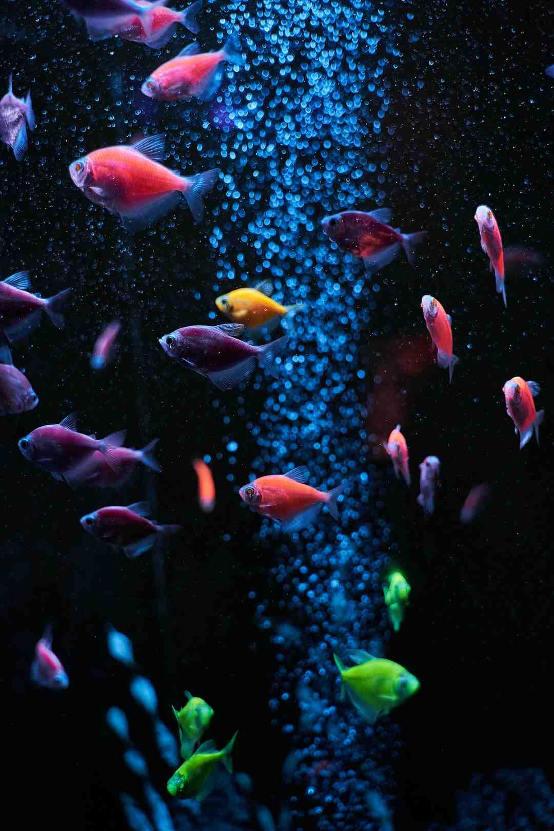 Quelle terre utiliser pour les plantes de bassin ?