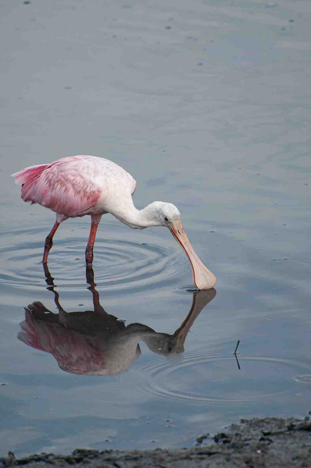 Quelle vitamine pour les engelures ?