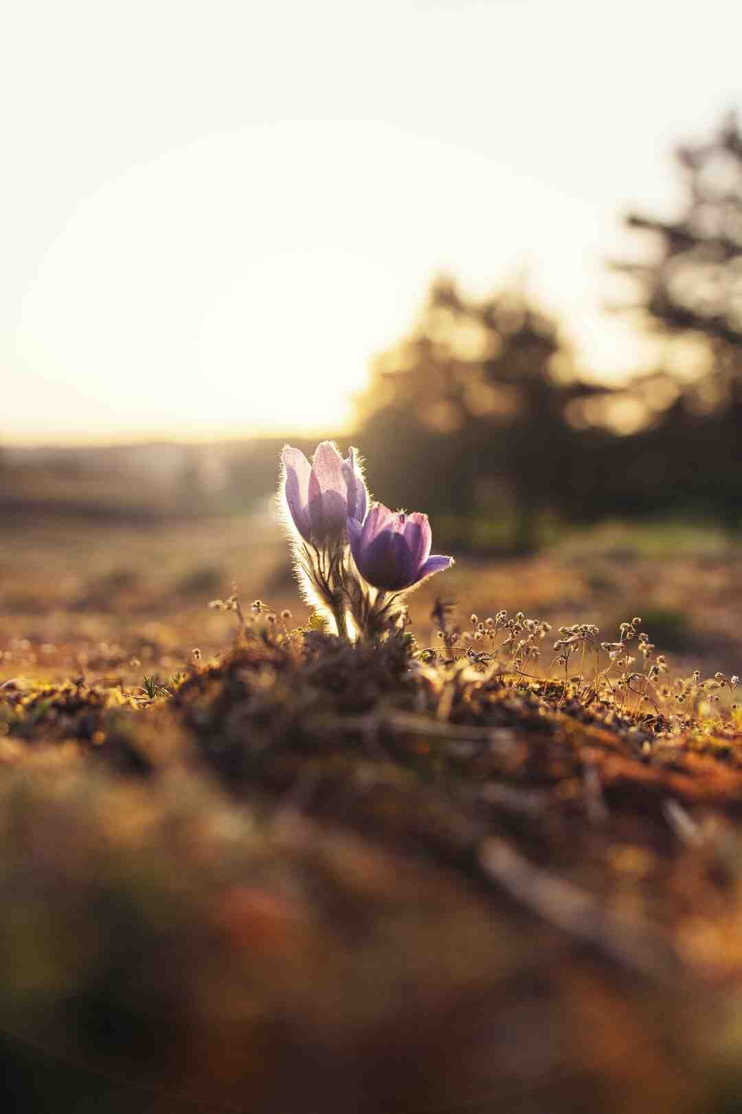 Quelles fleurs coupées en novembre ?