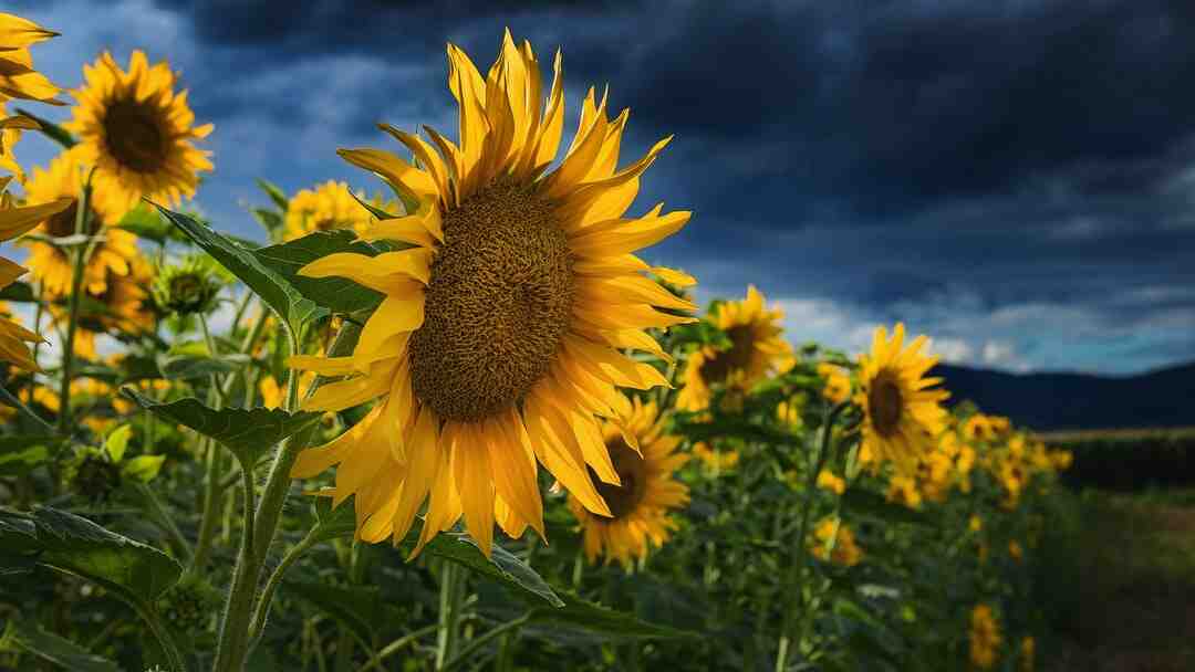 Quelles fleurs pour l'automne et l'hiver ?