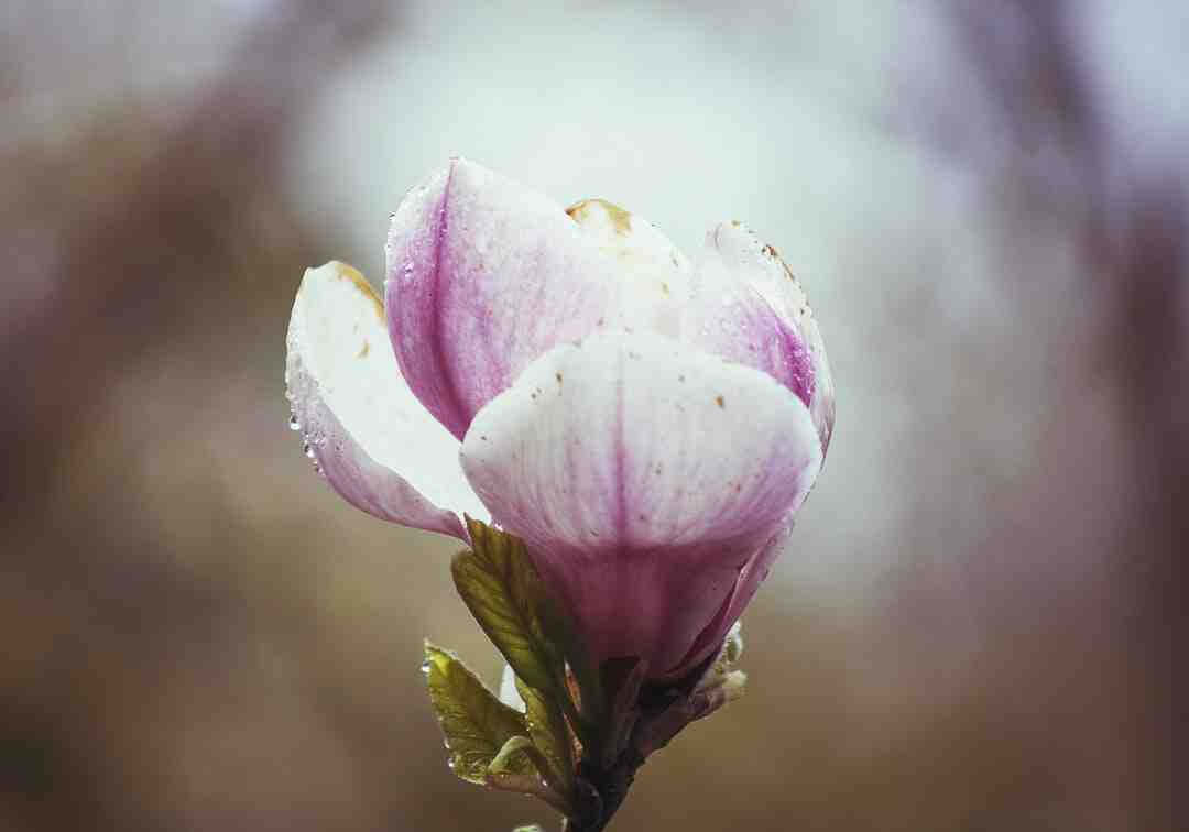 Quelles fleurs pour un mariage en mars ?