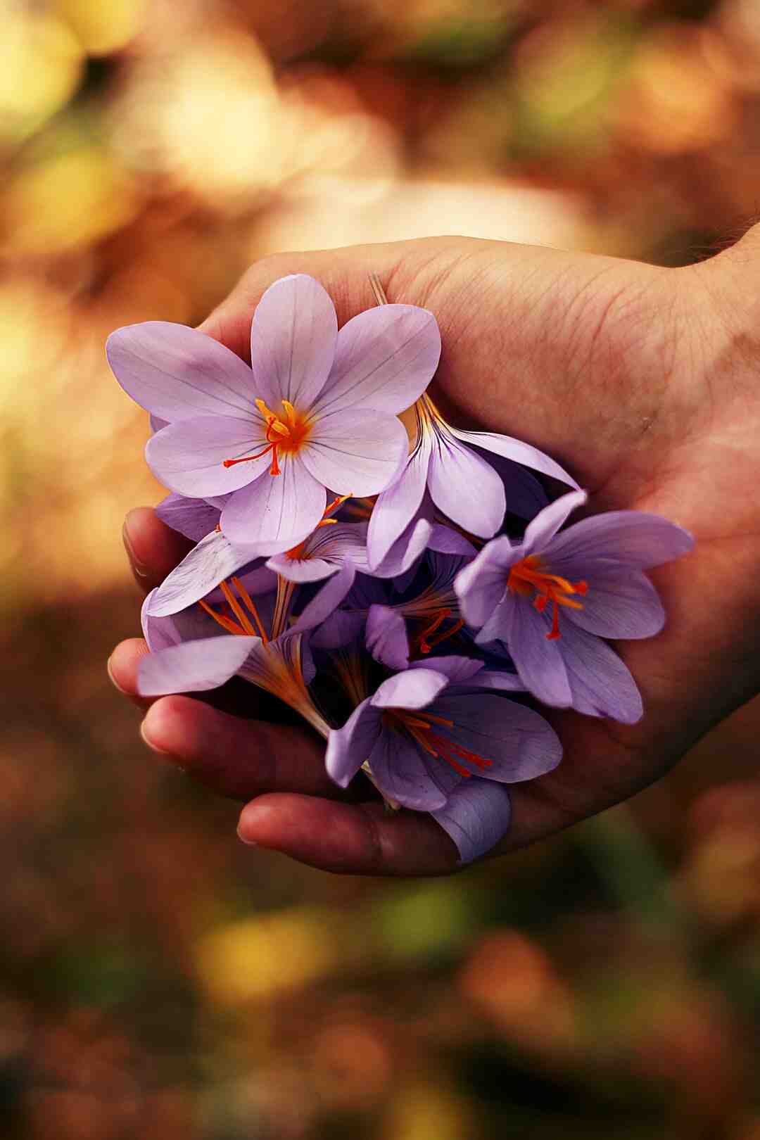 Quelles plantes pour un jardin sans entretien ?