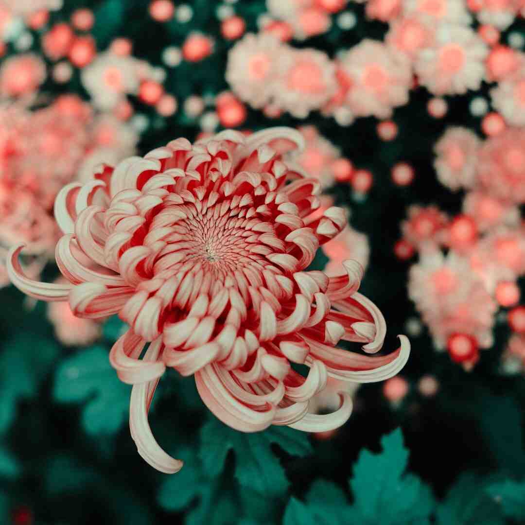 Quelles plantes vivaces en plein soleil ?