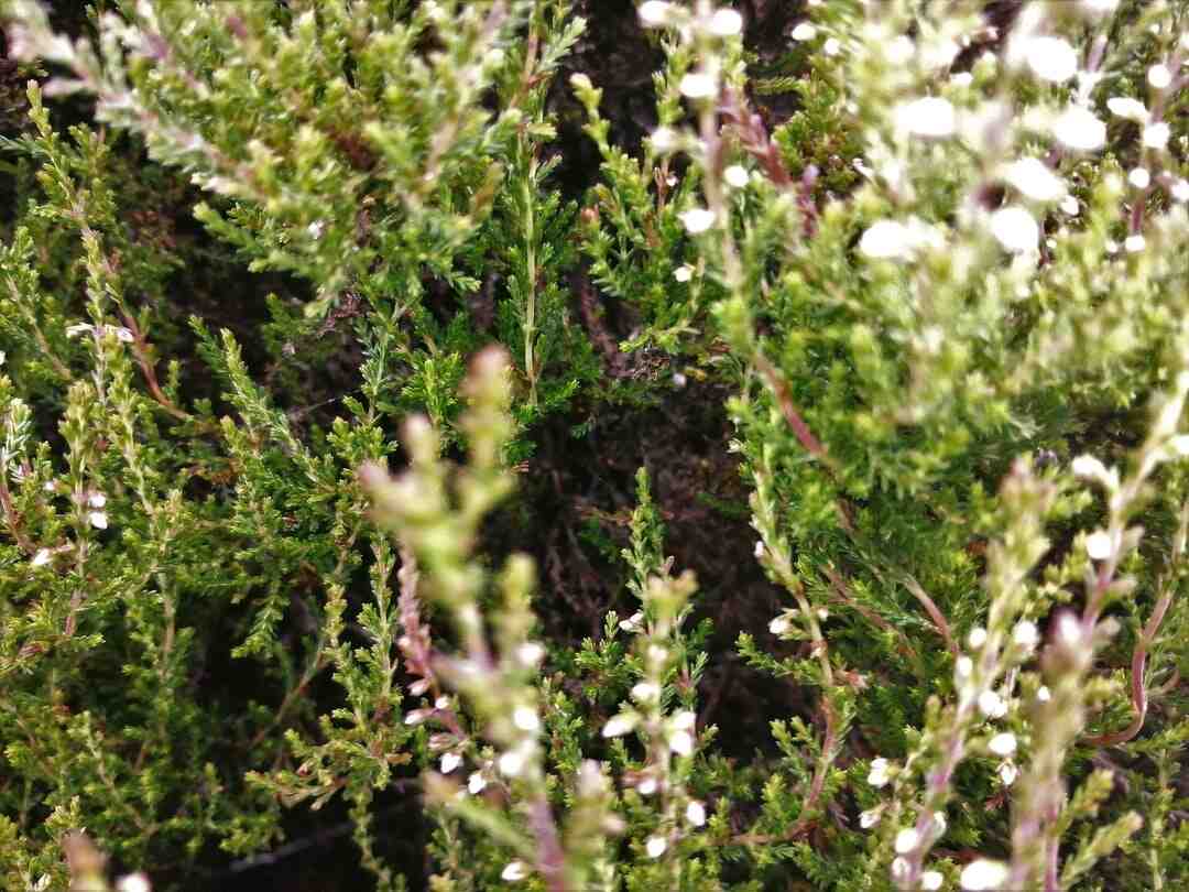 Quelles sont les fleurs de l'été ?