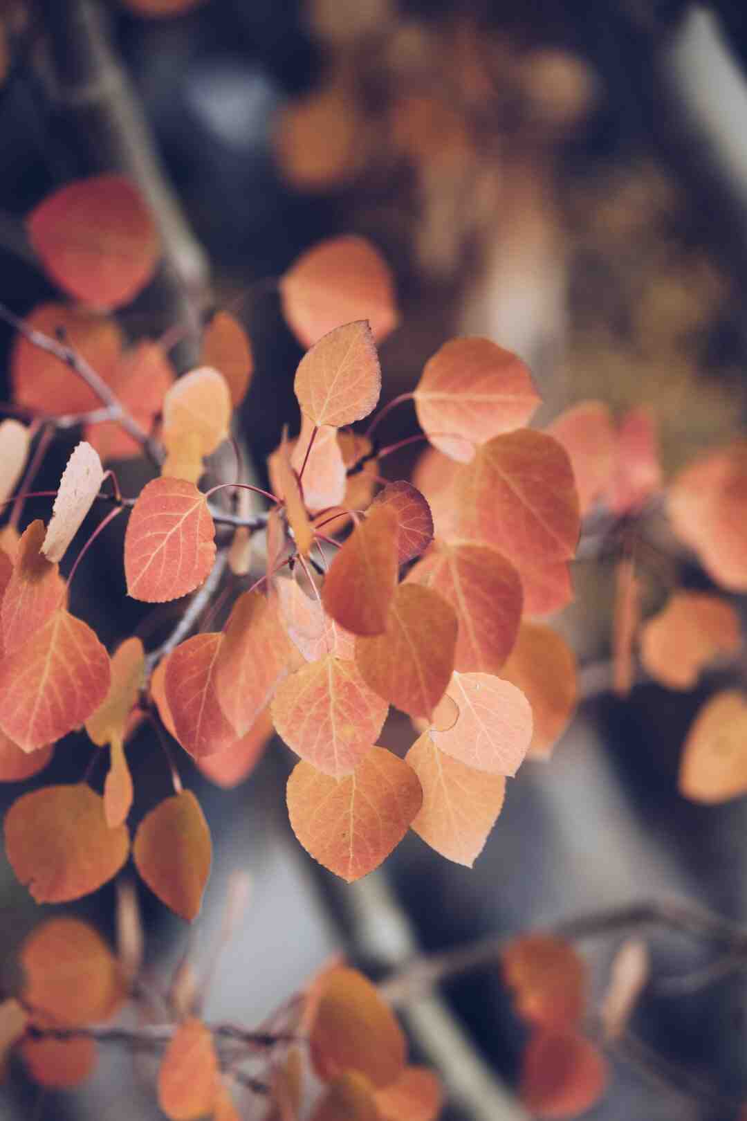 Quelles sont les fleurs de septembre ?