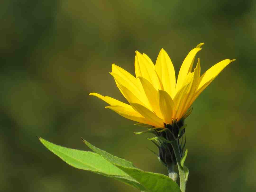 Quelles sont les fleurs du mois de février ?