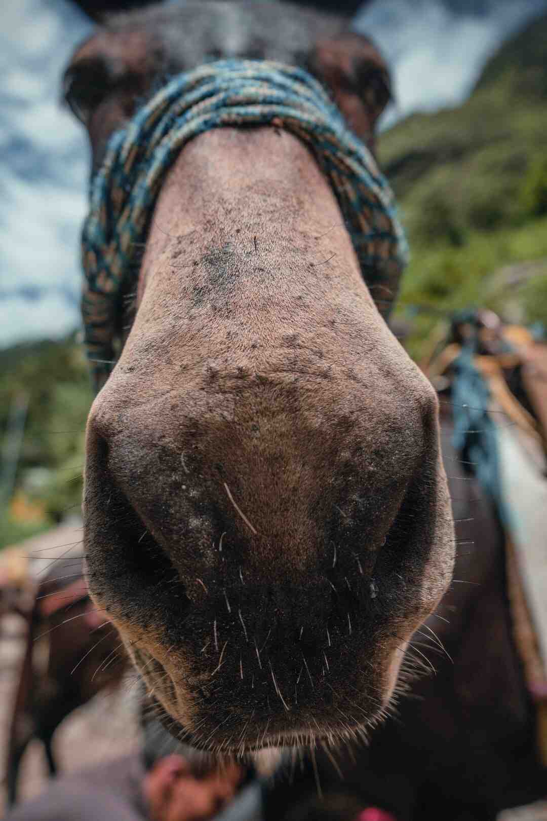 Quelles sont les fleurs les plus connus ?