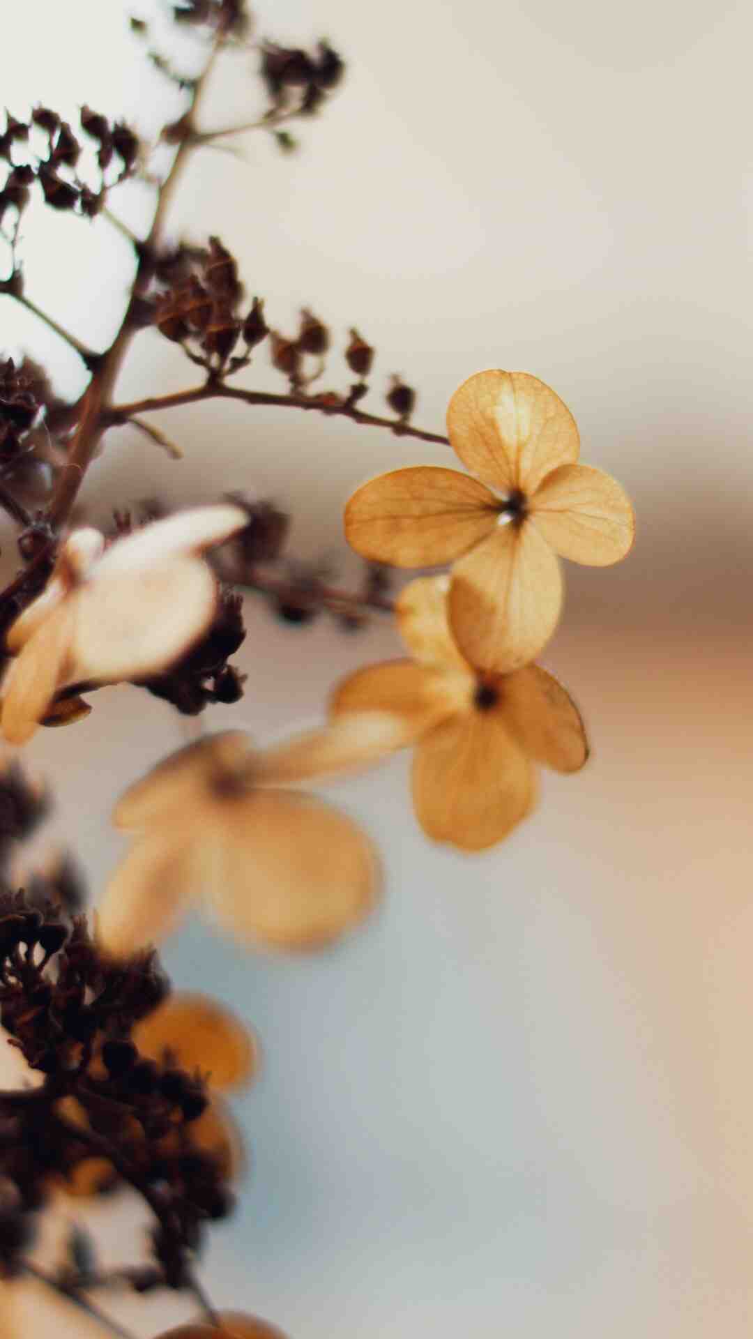 Quelles sont les fleurs qui fleurissent en septembre ?