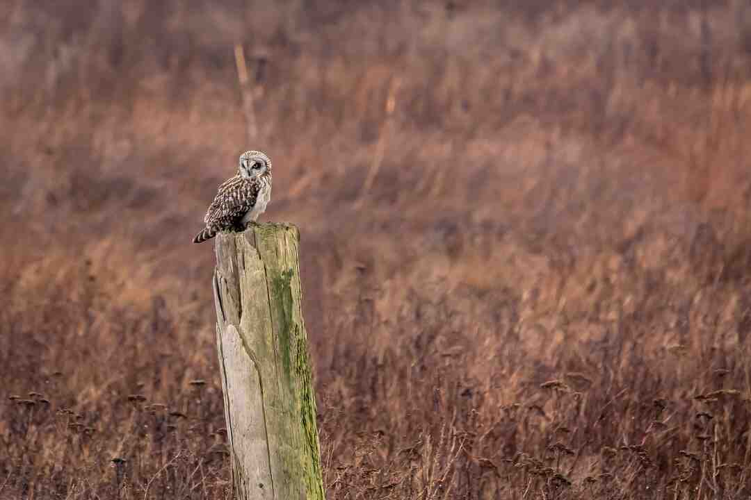 Quels sont les éléments de la lettre de motivation ?