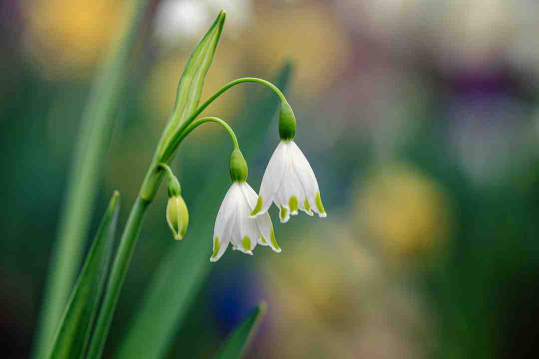 Quels sont les fleurs de l'été ?
