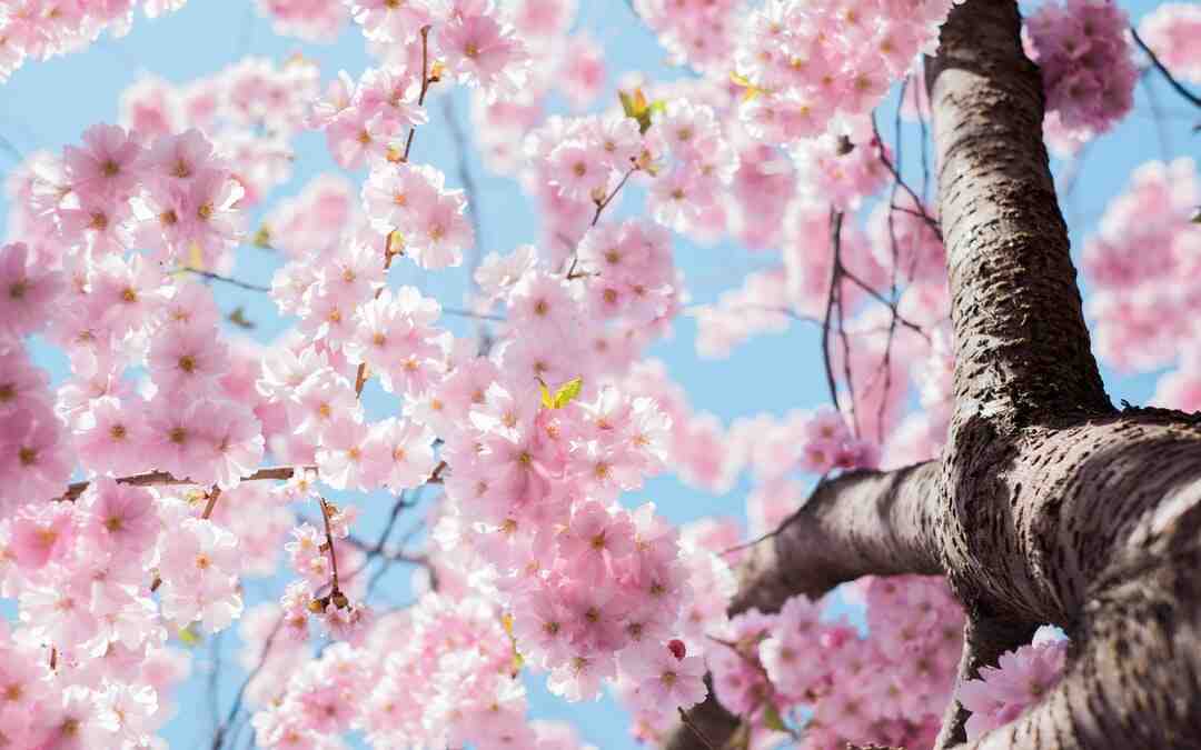 Quels sont les noms des fleurs ?