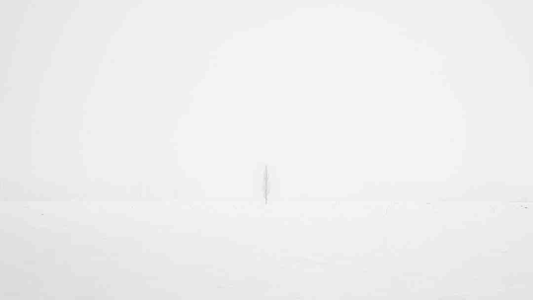 Quels sont les noms des fleurs blanches ?