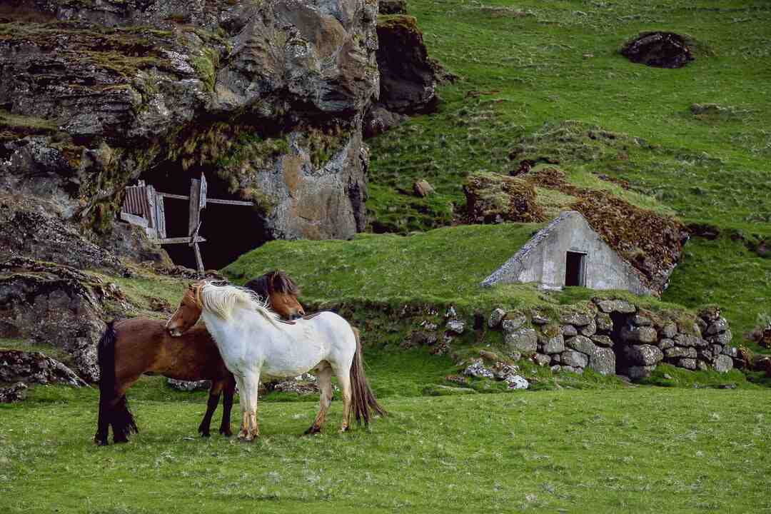 Qui a remporté 2 fois la Coupe de France ?