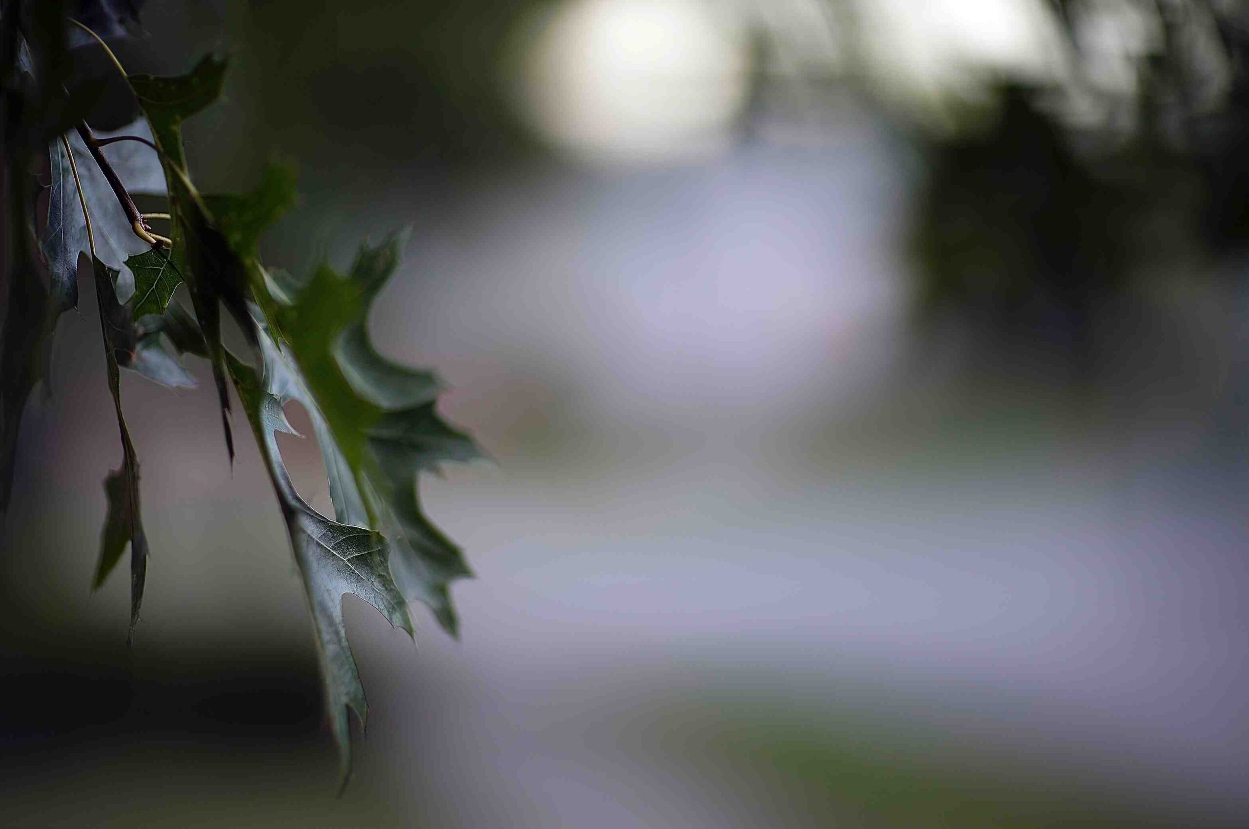 Qui peut accéder à mon adresse IP ?