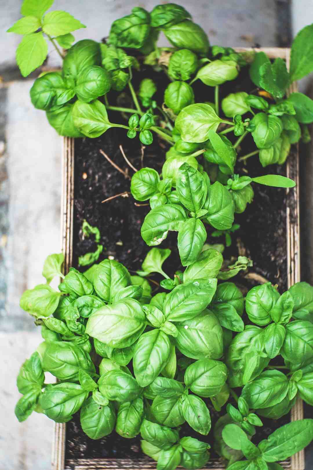 Qui provoque le mildiou ?