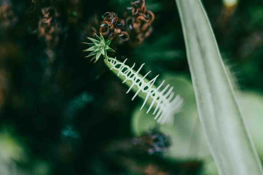 Truc et astuce the forest