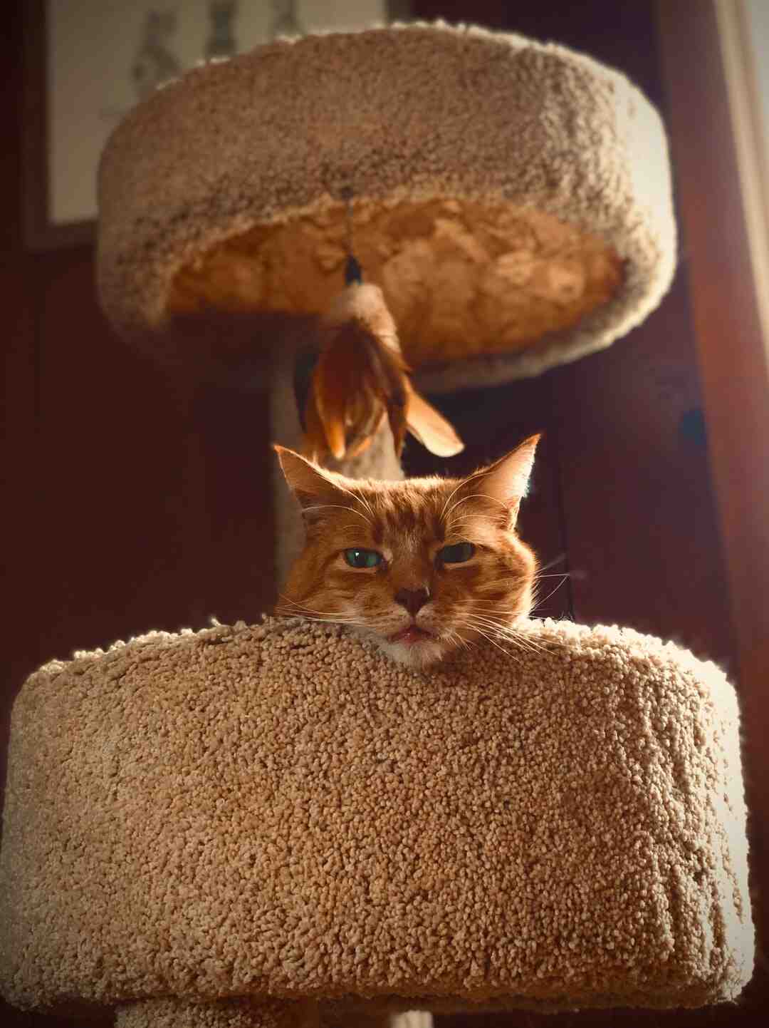 Arbre à chat xl