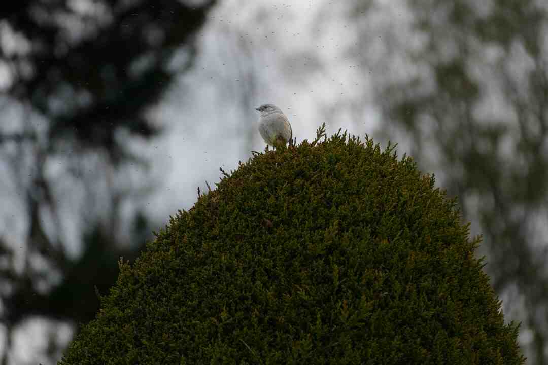 Comment attirer les moucherons dans un piège ?