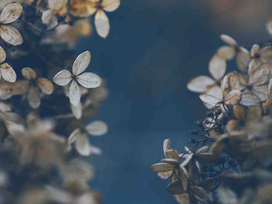 Comment composer une jardinière d'automne ?