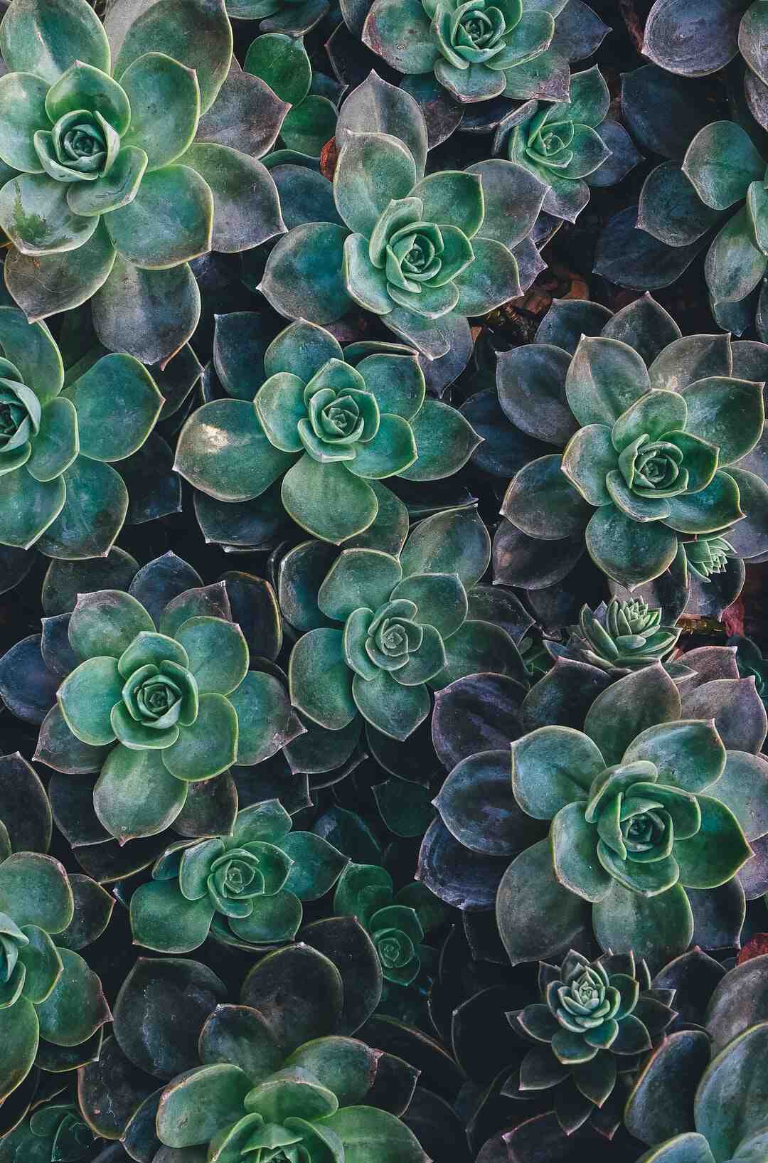 Comment faire de belle photo avec le Samsung S21 ?