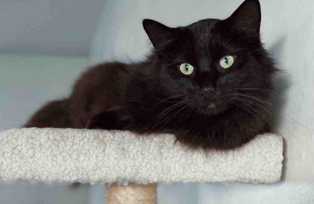 Comment faire des étagères pour chat ?