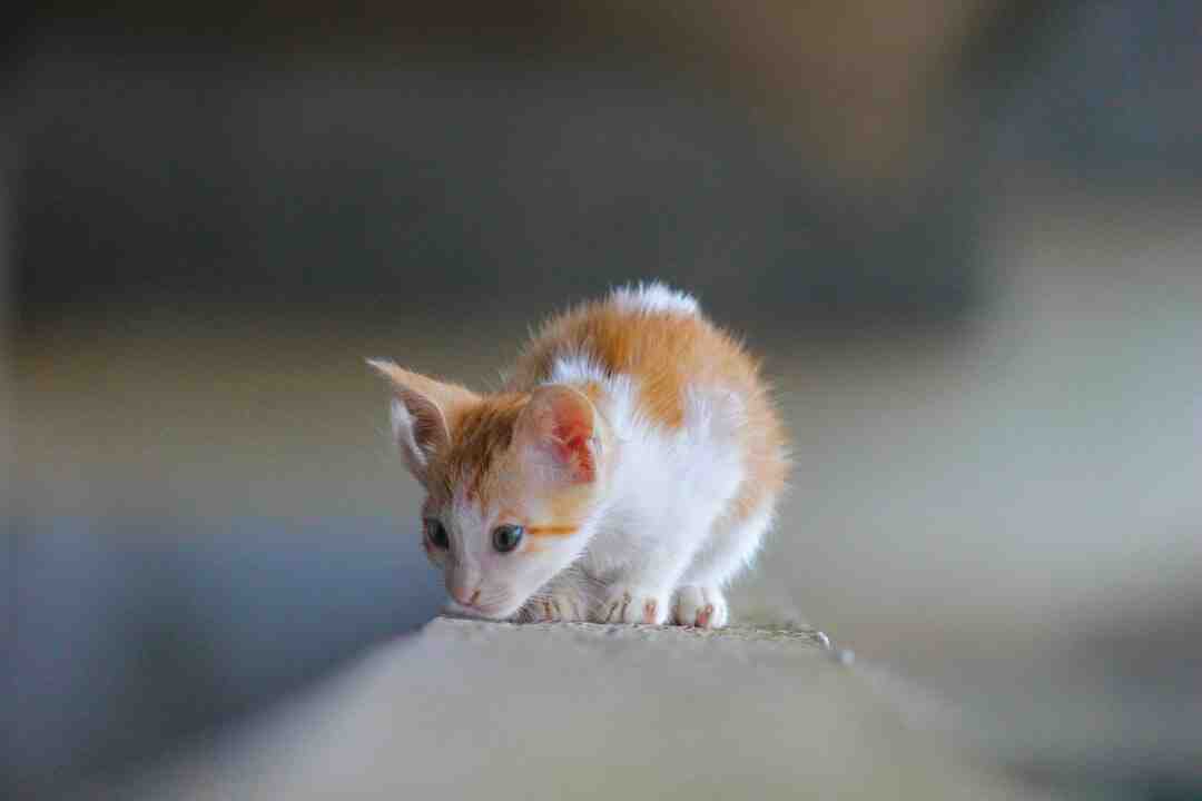 Comment faire pour Dépixeliser une photo ?