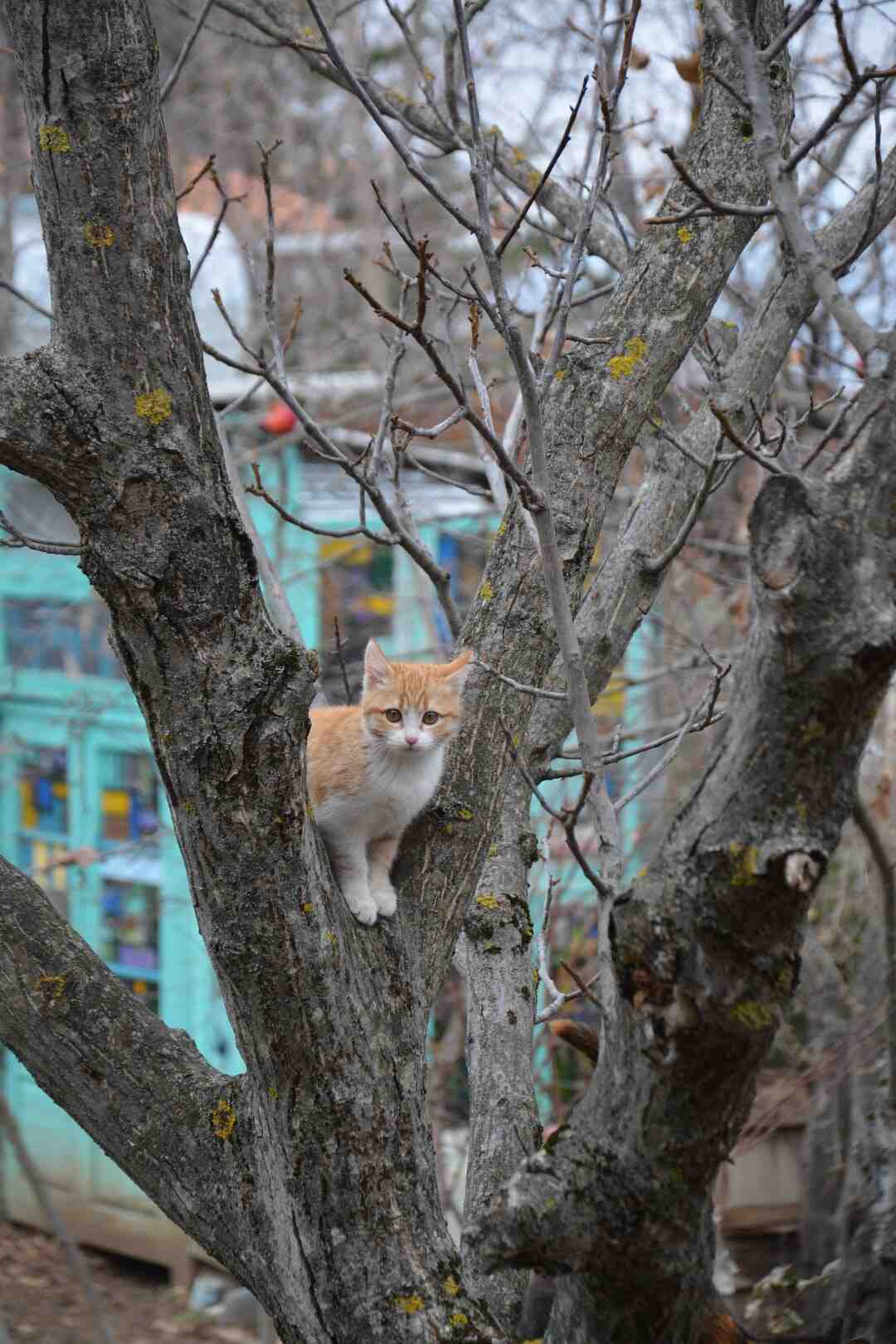 Comment faire son arbre généalogique gratuitement ?