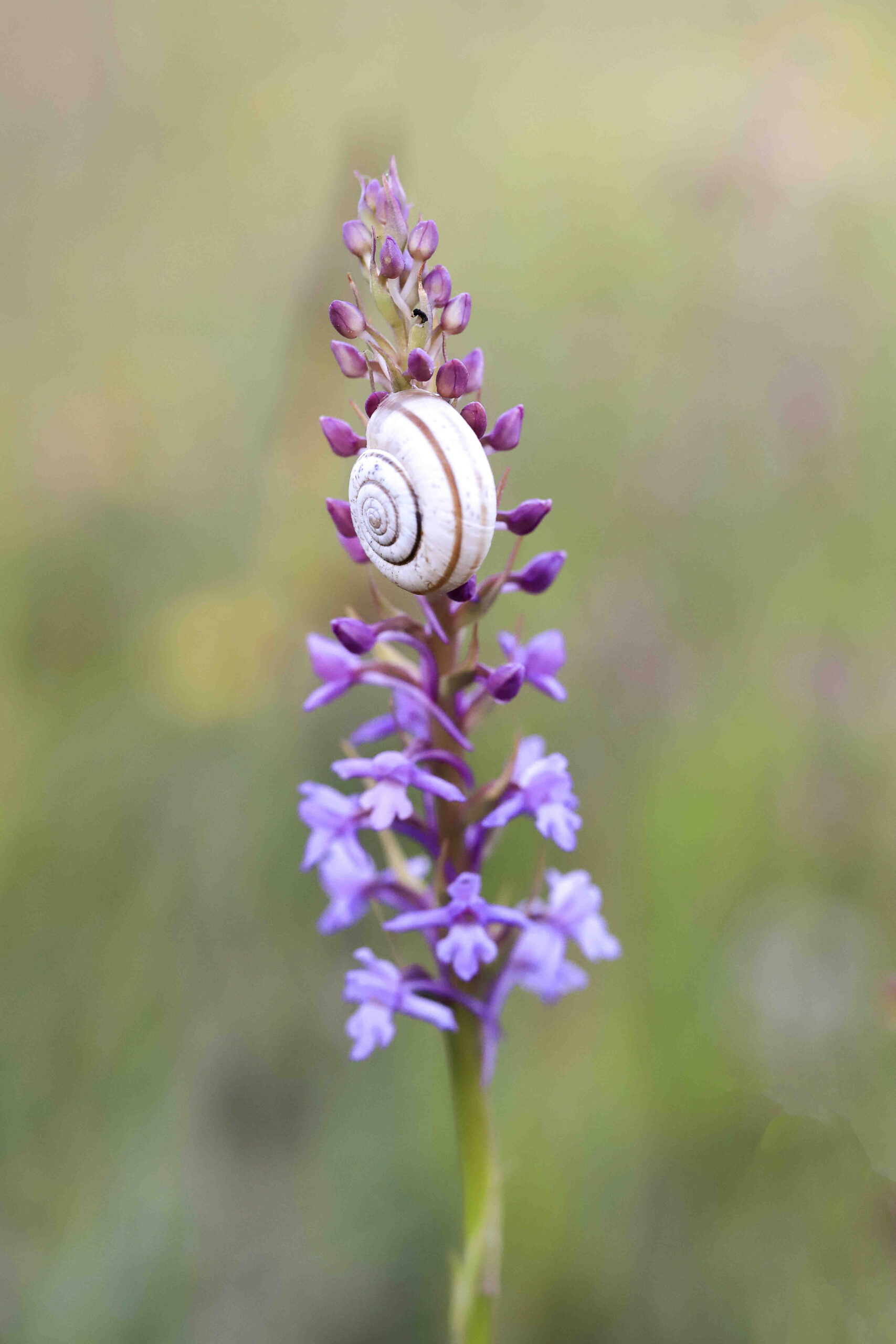 Comment faire un piège pour les moucherons ?