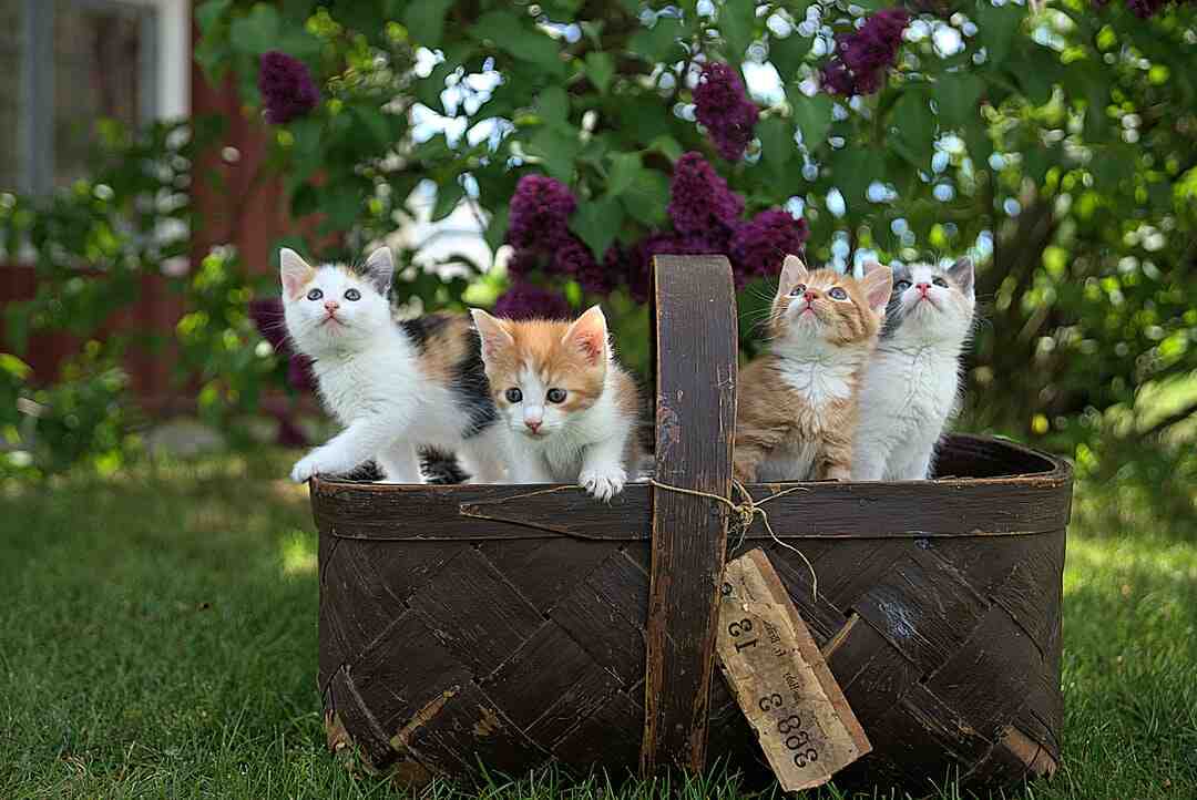 Comment ne pas avoir d'odeur de litière ?