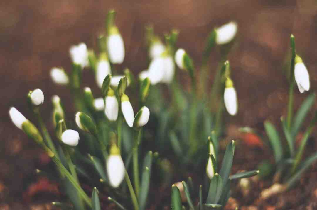 Comment ne plus avoir les lèvres gercées naturellement ?