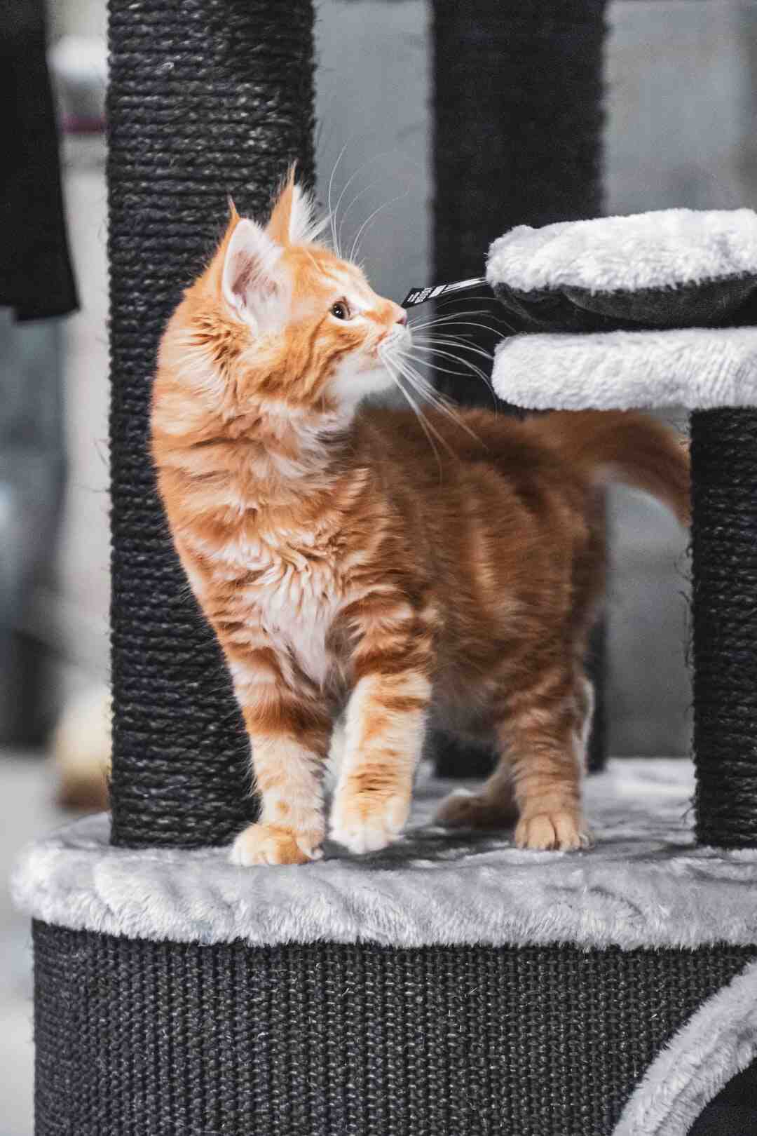 Comment nourrir un chat par jour ?