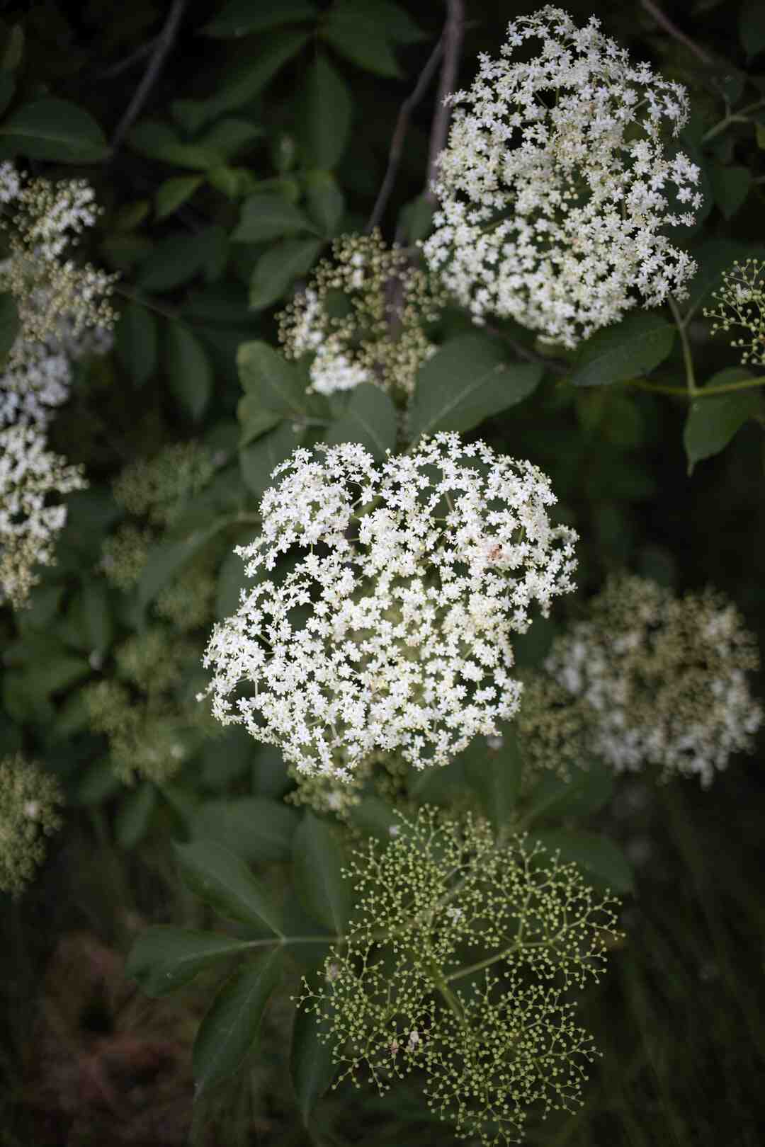 Comment prendre le jus de sureau ?