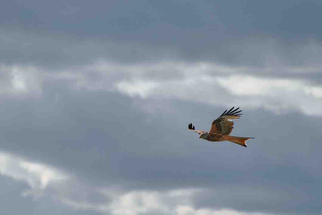 Comment rendre une photo plus nette application ?