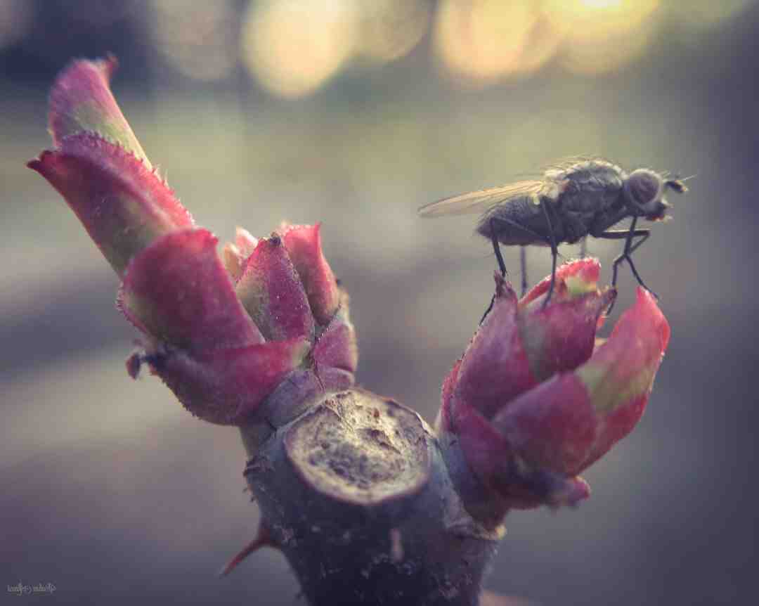 Comment tuer des moucherons dans une plante verte ?