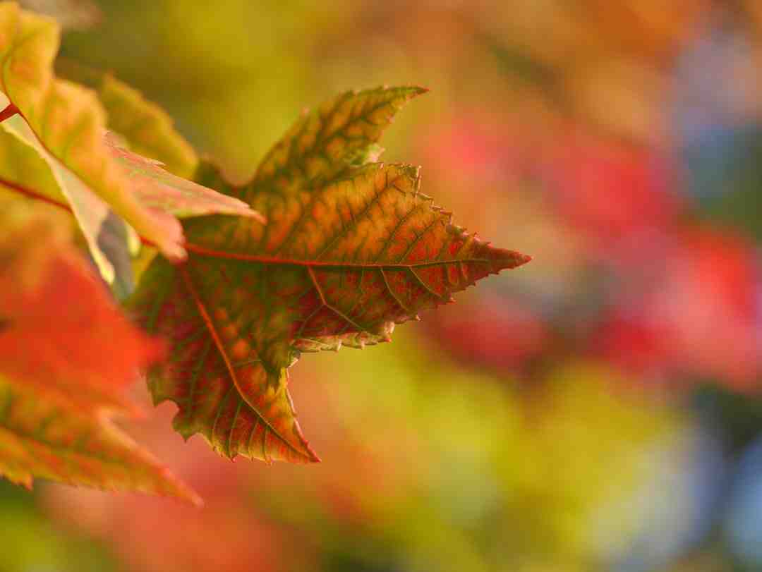 Comment utiliser les baies de sureau noir ?